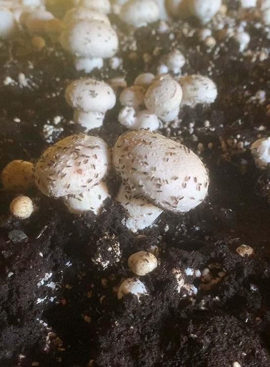 Phorid flies swarm on a crop of mushrooms in Chester County. (COURTESY OF THE MUSHROOM FLY RESEARCH TEAM / PENN STATE UNIVERSITY)