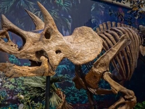 Carnegie Museum of Natural History – Full of World Wonders