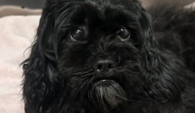 Shih Tzu mix rescued from support beam for SEPTA's Market-Frankford Line