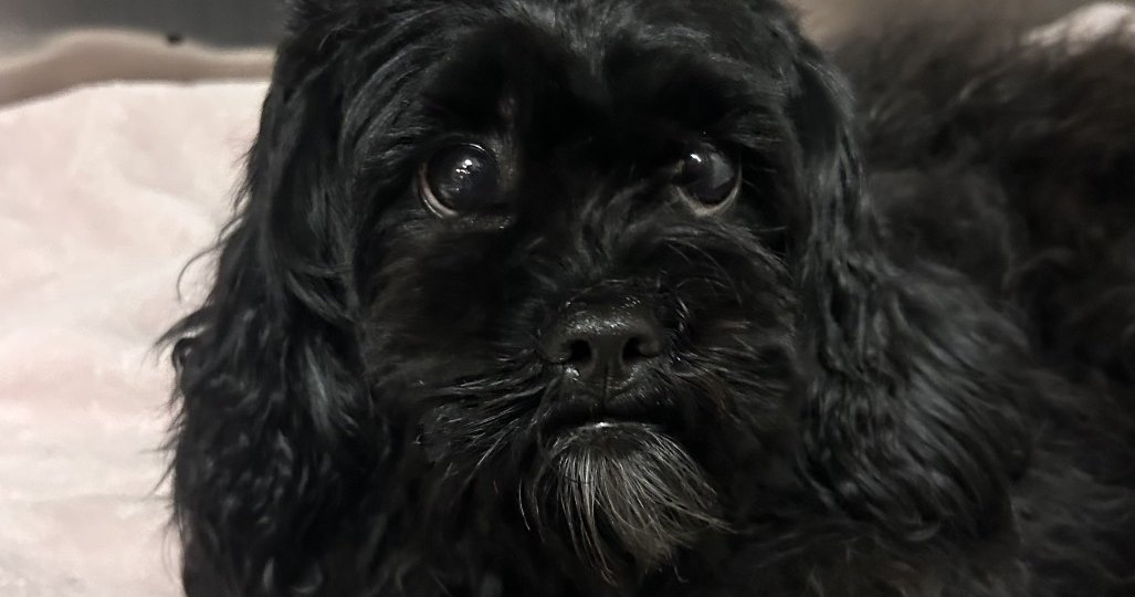 Shih Tzu mix rescued from support beam for SEPTA's Market-Frankford Line