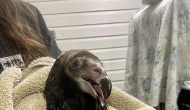Humane Animal Rescue of Pittsburgh’s wildlife rehab center pauses new admissions