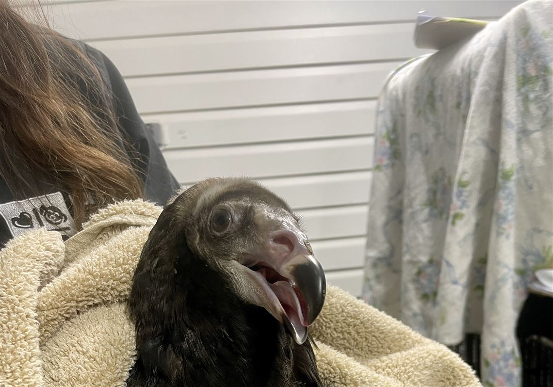Humane Animal Rescue of Pittsburgh’s wildlife rehab center pauses new admissions