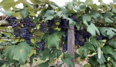Area grape farmers lose major contract | News, Sports, Jobs