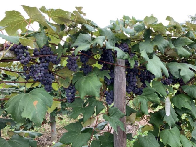Area grape farmers lose major contract | News, Sports, Jobs