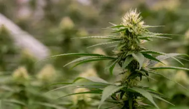 Pennsylvania Lawmakers Disagree On Best Way To Regulate Marijuana If It's Legalized