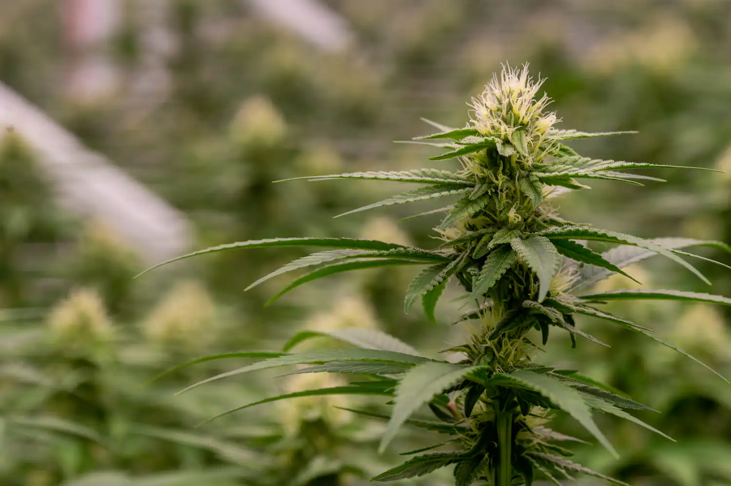 Pennsylvania Lawmakers Disagree On Best Way To Regulate Marijuana If It's Legalized