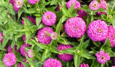 2026 gardening trends include eco-friendly practices like 're-wilding' and gravel gardening