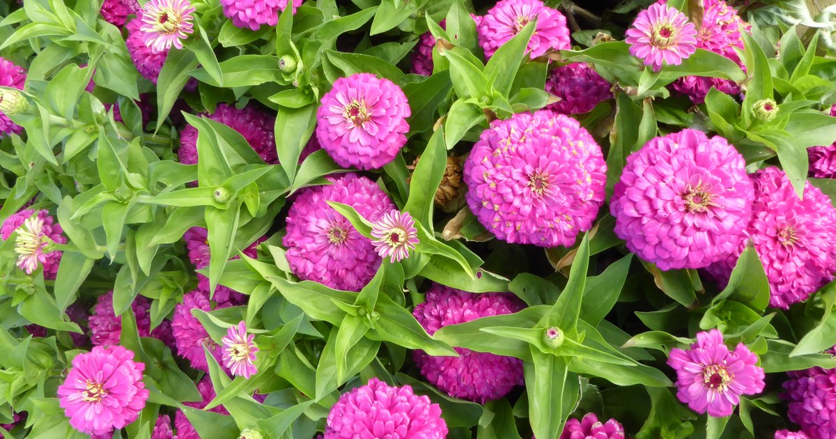 2026 gardening trends include eco-friendly practices like 're-wilding' and gravel gardening