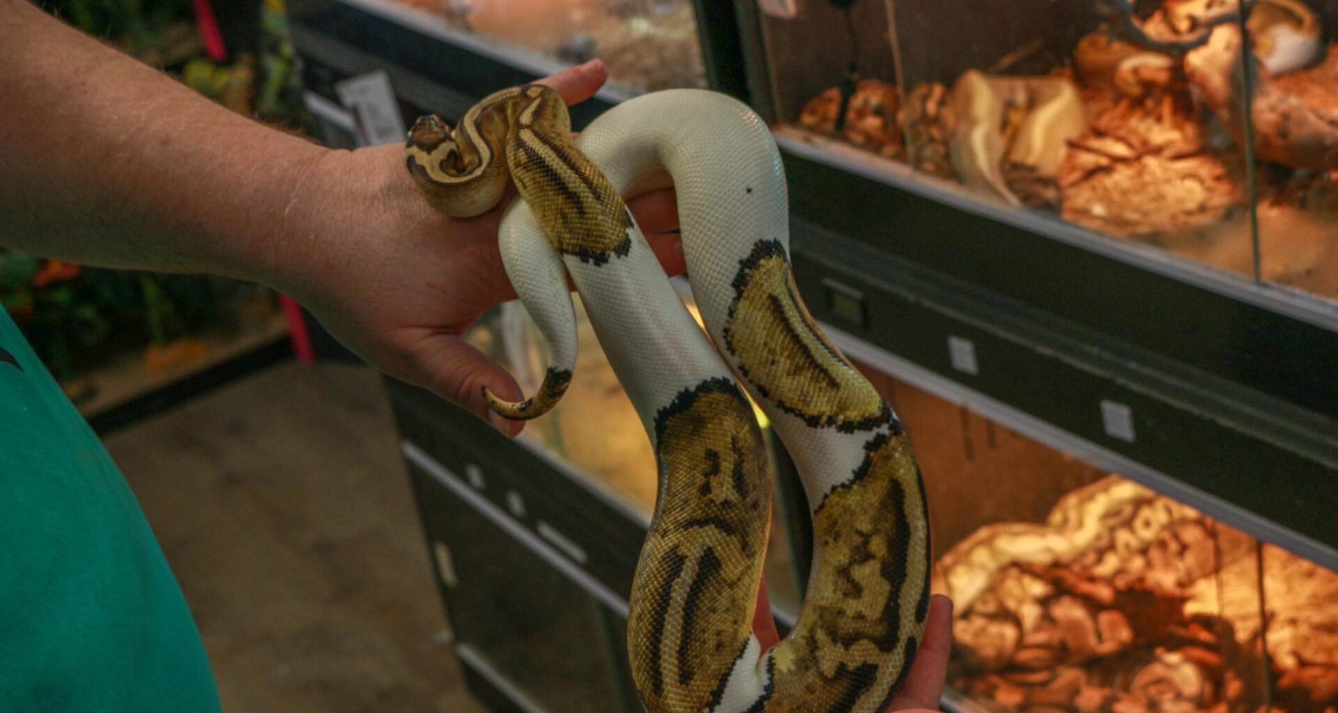 Slither on in to The Reptile Depot – The Lafayette