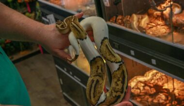 Slither on in to The Reptile Depot – The Lafayette