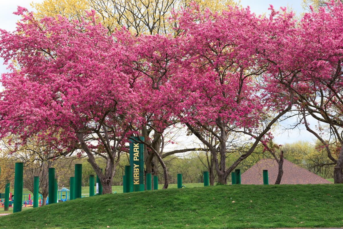 Where to Experience Cherry Blossoms in Pennsylvania