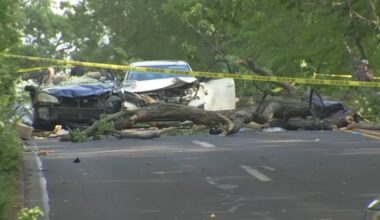 Woman dies after tree falls on car in Lower Merion, police say – NBC10 Philadelphia