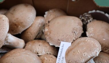 Pennsylvania expands quarantine to all Chesco mushroom farms to combat phorid fly