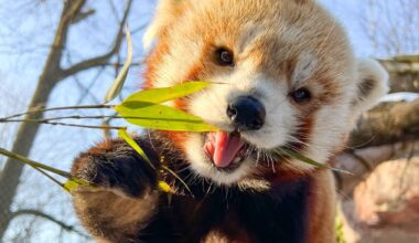 Philadelphia Zoo’s beloved red panda Khumbie dies – NBC10 Philadelphia