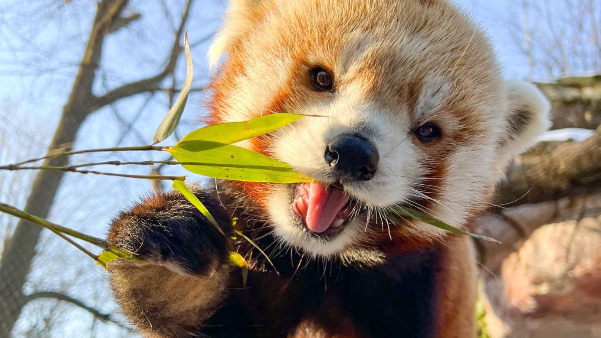 Philadelphia Zoo’s beloved red panda Khumbie dies – NBC10 Philadelphia