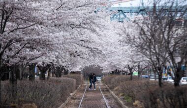 Daniel and Jessica Sommerville, of Center City, share a kiss beneath the blooming cherry blossom trees along Columbus Boulevard in 2022.