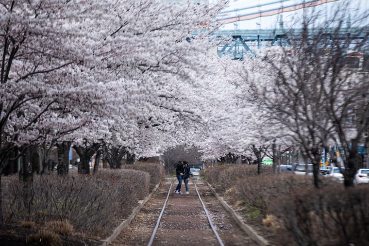 Daniel and Jessica Sommerville, of Center City, share a kiss beneath the blooming cherry blossom trees along Columbus Boulevard in 2022.