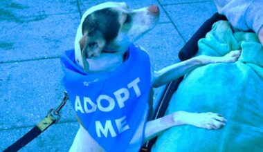 Mutt Madness event helps foster pet adoptions