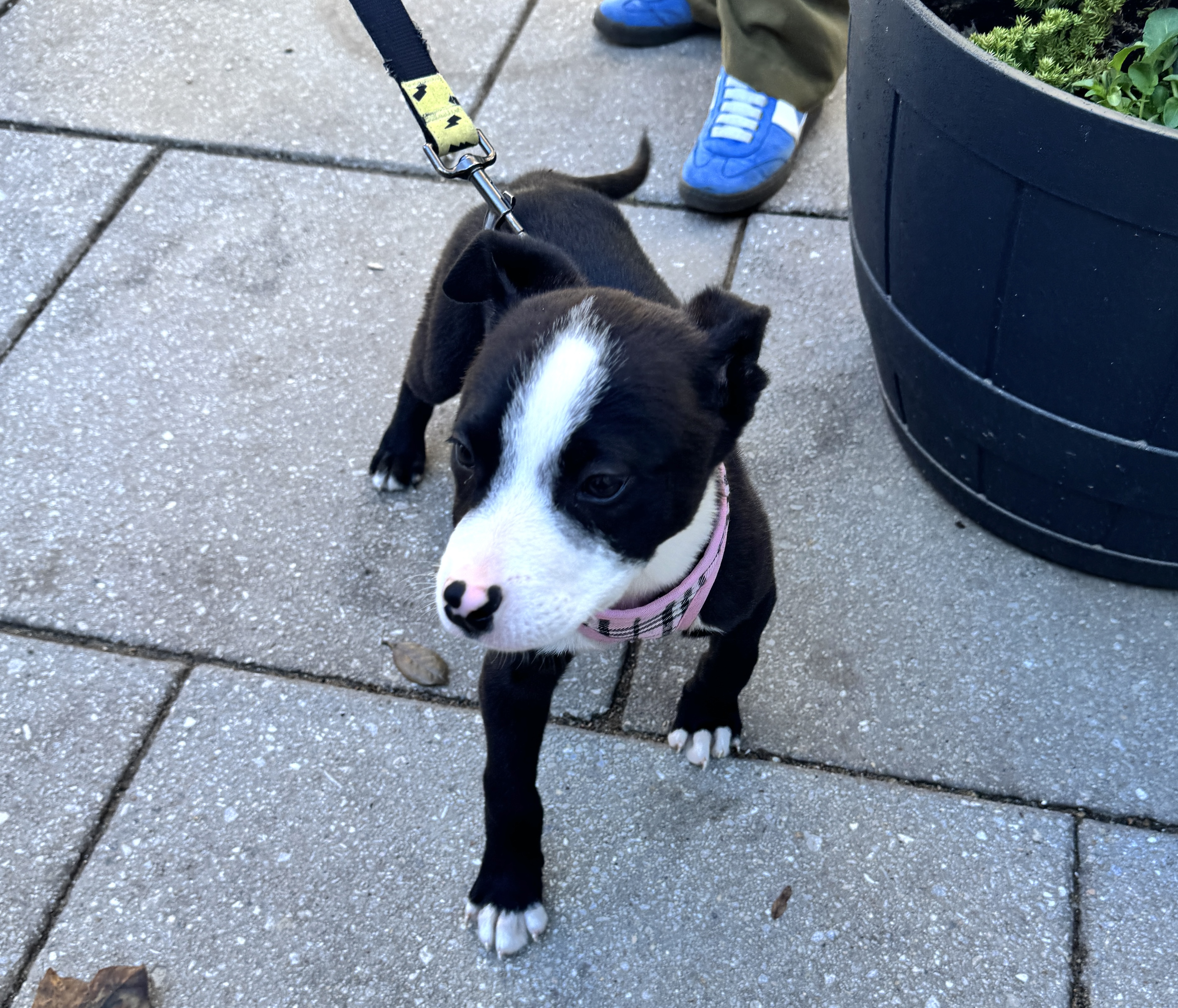 Cuties like this one don’t stay without a home for...