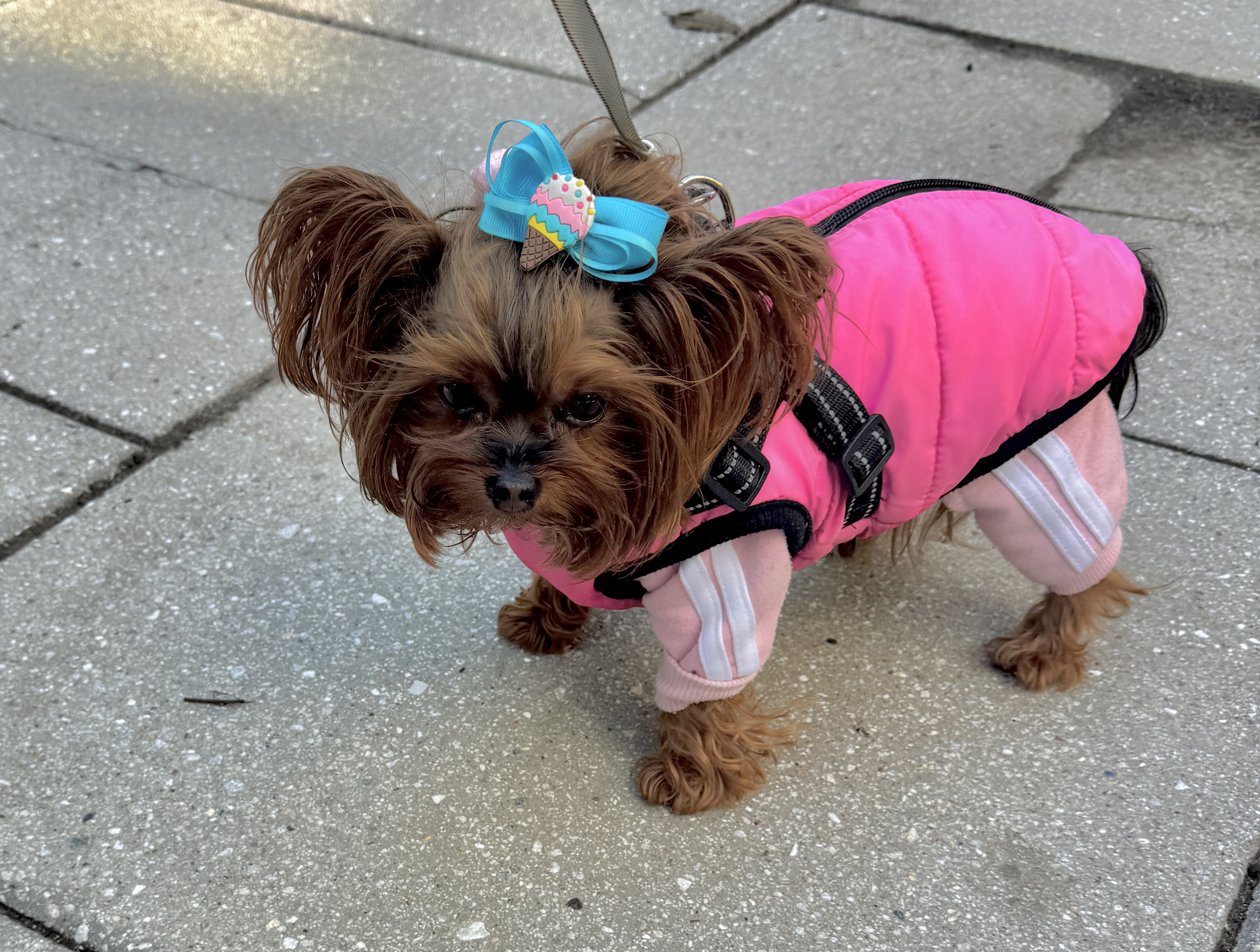 This diminutive Yorkie Teacup visitor named Chloe Chanel wasn’t up...