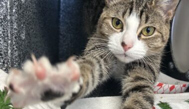 Free pet adoption March 28 at Animal Rescue League of Berks County