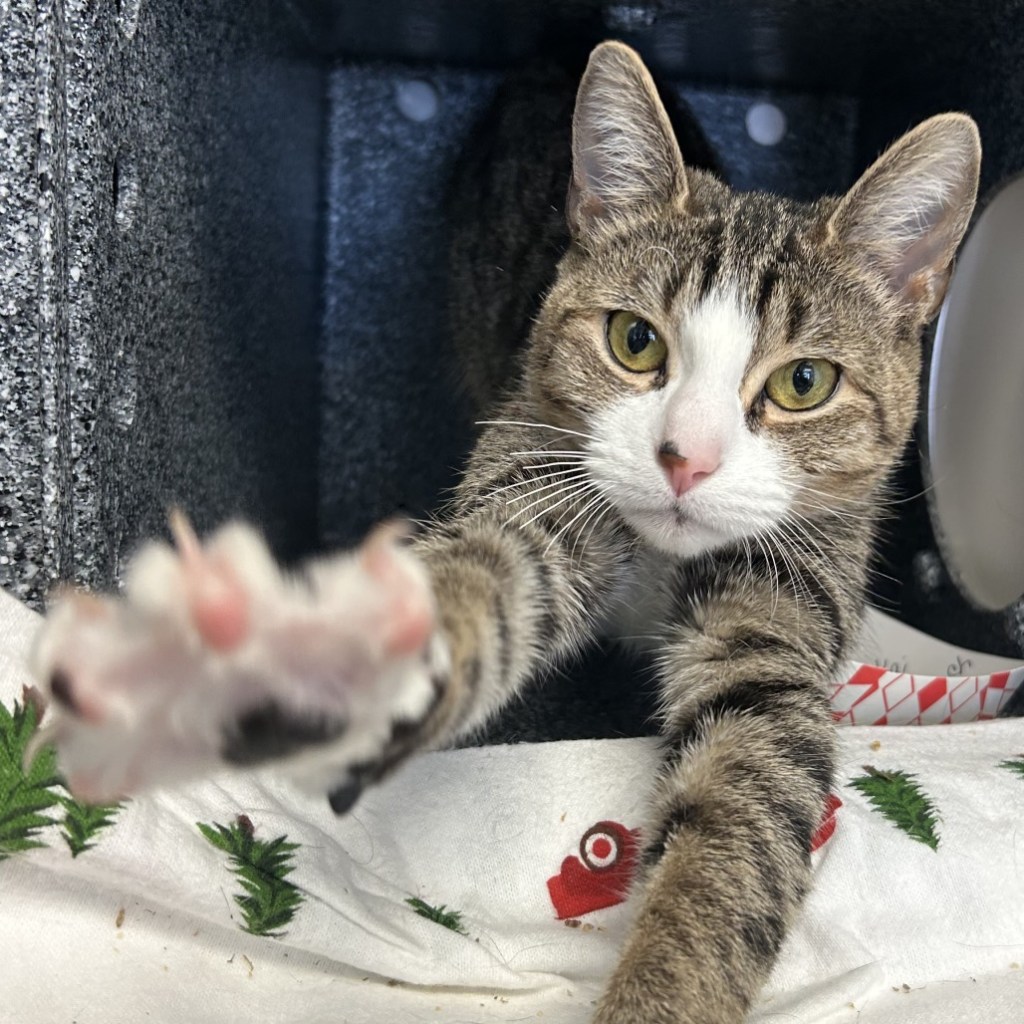 Free pet adoption March 28 at Animal Rescue League of Berks County