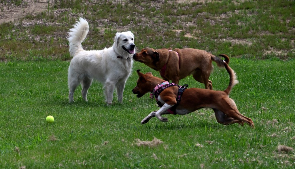 Dog wardens will canvass Berks for license checks