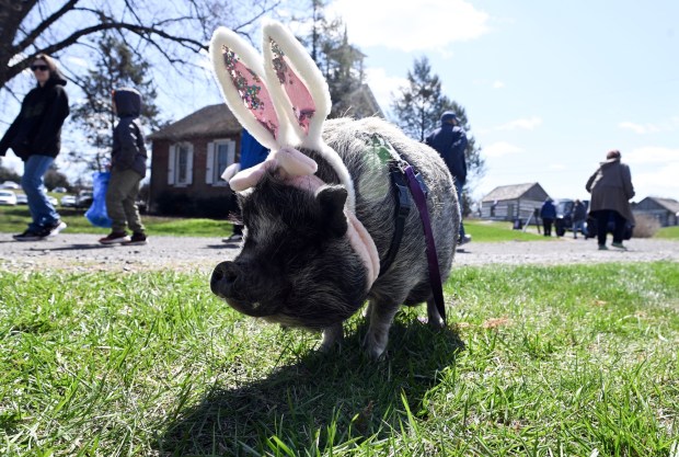 Marteena, a 16-year-old pot-bellied pig is dresses as a bunny during the Easter on the Farm celebration at the Pennsylvania German Cultural Heritage Center at Kutztown University on Saturday, March 28, 2026. (BILL UHRICH/READING EAGLE)