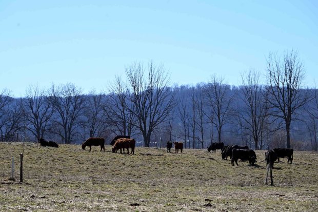 Deanne Weber, owner of Willow Run Farmstead and a third-generation farmer, converted the farm from a crop rotation farm into a beef farm. (BILL UHRICH/READING EAGLE)