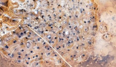 4 ways to help protect Pennsylvania amphibians this spring – Pottsville Republican Herald