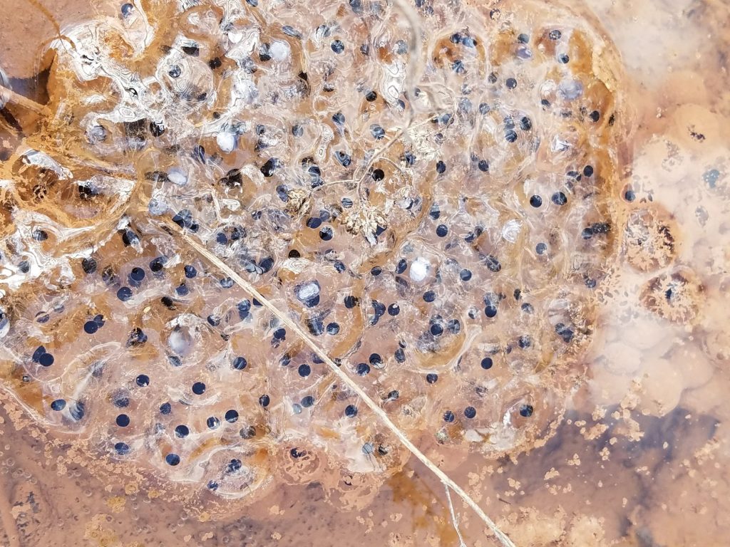 4 ways to help protect Pennsylvania amphibians this spring – Pottsville Republican Herald