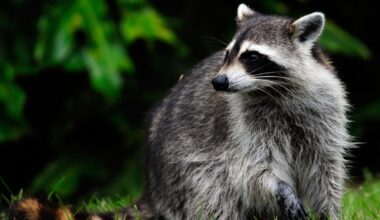 Raccoon in South Jersey tests positive for rabies – NBC10 Philadelphia