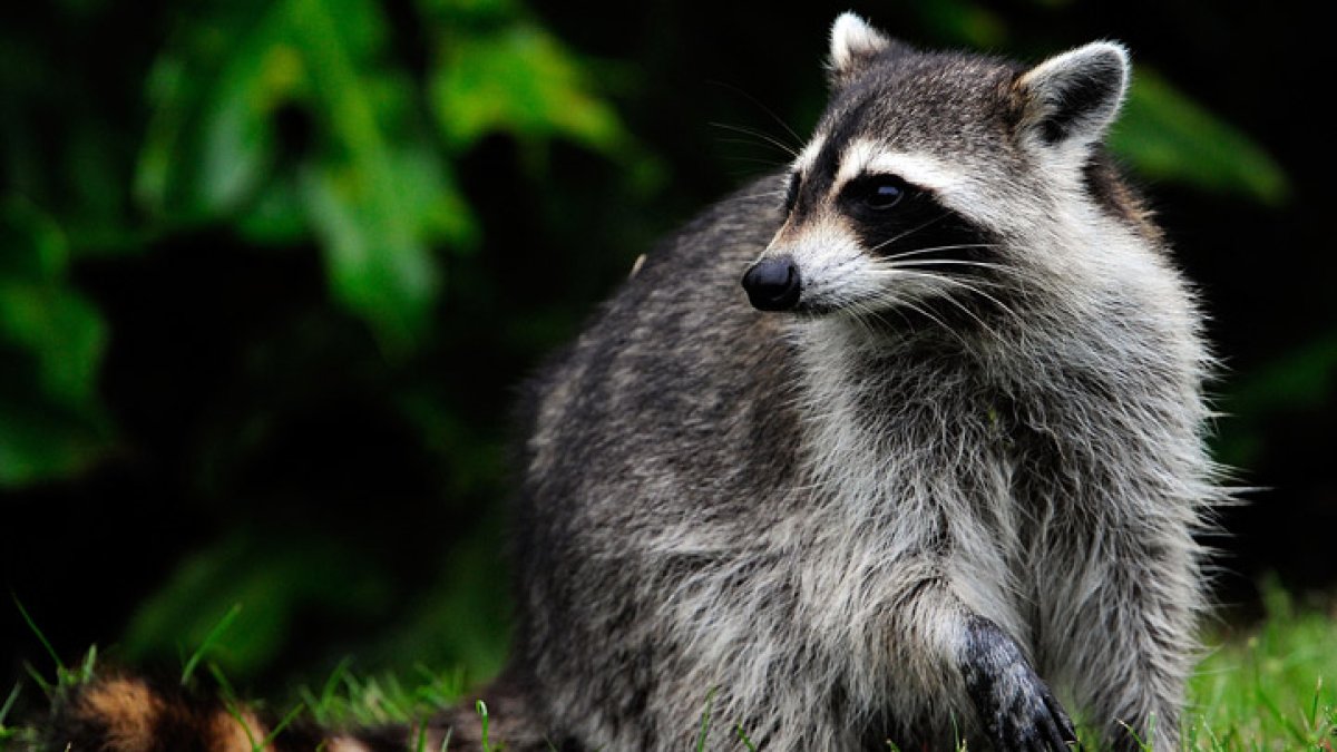 Raccoon in South Jersey tests positive for rabies – NBC10 Philadelphia