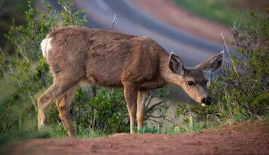 CWD digest: Detections at Gettysburg Park in Pennsylvania, Carbon County, Utah