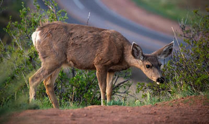 CWD digest: Detections at Gettysburg Park in Pennsylvania, Carbon County, Utah