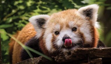 Khumbie was born on June 15, 2014, at the Erie Zoological Gardens and arrived at the Philadelphia Zoo in November 2015.