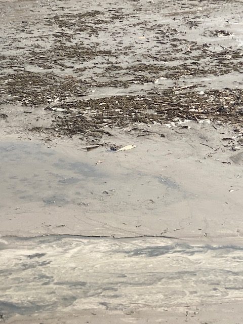 A dead fish is seen in the mud on Maple...