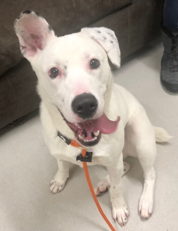 Noelle is a mixed-breed puppy, 37 pounds, excitable and energetic. She has tested well with other dogs but not cats. (COURTESY OF GRIFFIN POND ANIMAL SHELTER)