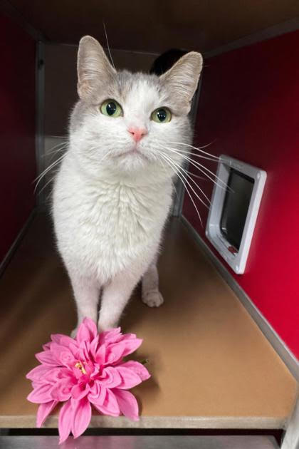 Maggie and her eight siblings were rescued after being abandoned. She is sweet and will make a wonderful companion. (COURTESY GRIFFIN POND ANIMAL SHELTER)