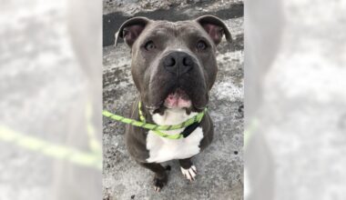 Pets of the Week, sponsored by Dr. PAWS, March 22, 2026