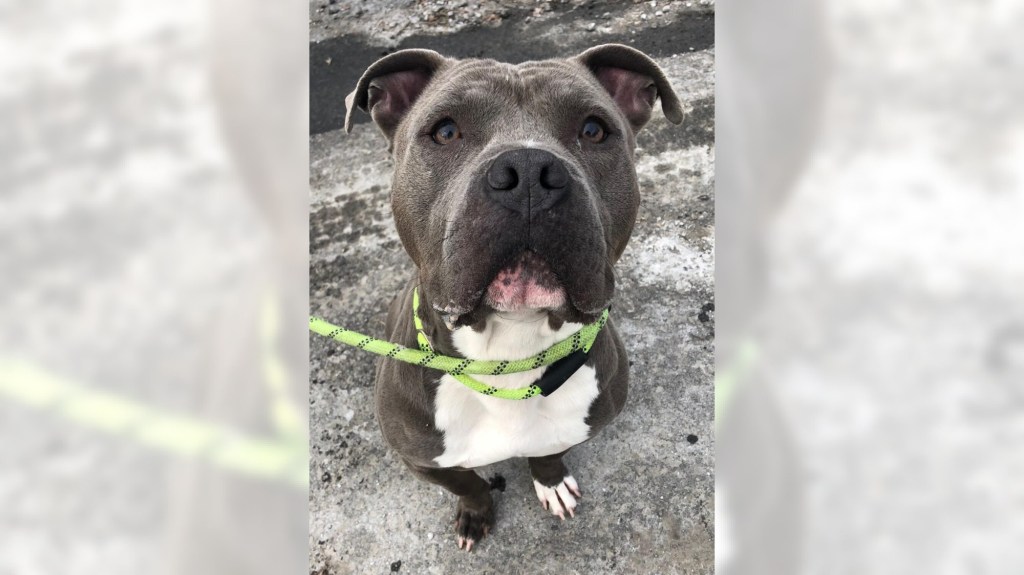 Pets of the Week, sponsored by Dr. PAWS, March 22, 2026