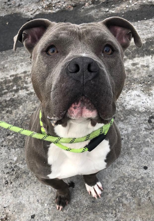 Trivlin is a 3-year-old blue pittie mix who's got a heart of gold when it comes to people. He thrives on human affection but is best suited for a home without other dogs, cats or other pets. (COURTESY GRIFFIN POND ANIMAL SHELTER)