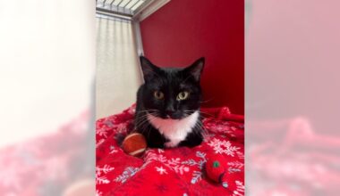 Pets of the Week, sponsored by Dr. PAWS, March 8, 2026