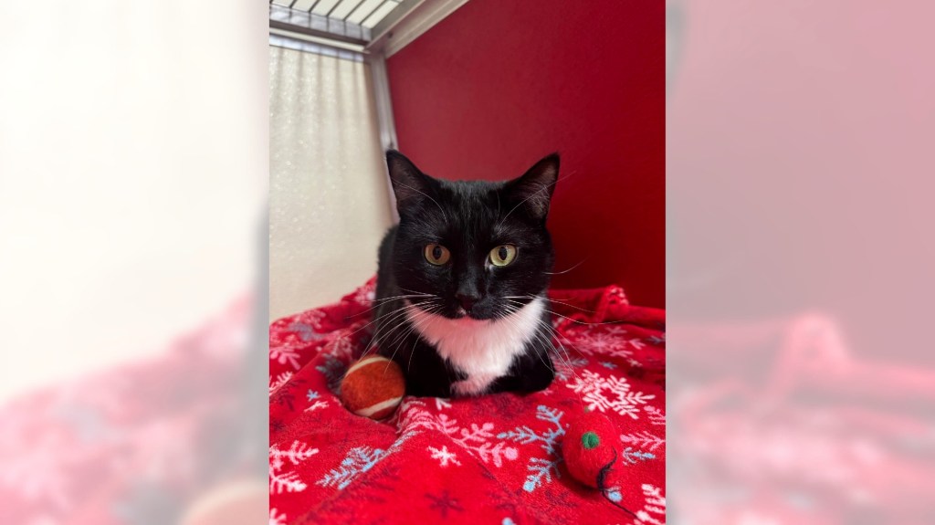 Pets of the Week, sponsored by Dr. PAWS, March 8, 2026