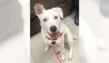 Pets of the Week, sponsored by Dr. PAWS, March 1, 2026