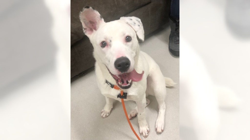 Pets of the Week, sponsored by Dr. PAWS, March 1, 2026