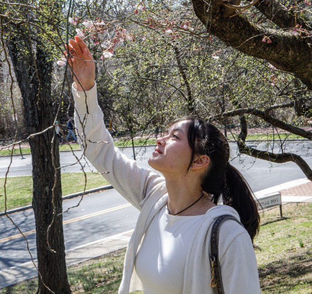 Alyssa Keanini of Vancouver, Wash., and Lehigh University student, touches a cherry blossom during the Bethlehem-Tondabayashi Sister City Commission's annual Cherry Blossom Festival on Saturday, March 28, 2026, at the Garden of Serenity in Bethlehem. The festival featured Japanese music, food, origami and tea ceremonies. (Jane Therese/Special to The Morning Call)