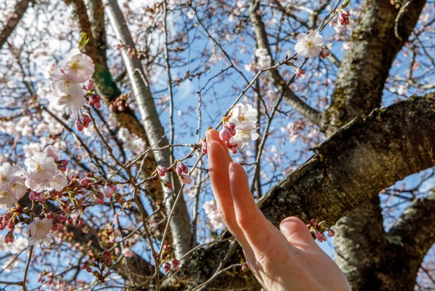 Alyssa Keanini of Vancouver, Wash., and Lehigh University student, touches a cherry blossom during the Bethlehem-Tondabayashi Sister City Commission's annual Cherry Blossom Festival on Saturday, March 28, 2026, at the Garden of Serenity in Bethlehem. The festival featured Japanese music, food, origami and tea ceremonies. (Jane Therese/Special to The Morning Call)