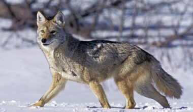 Pennsylvania's coyote numbers are growing, posing a wide variety of threats