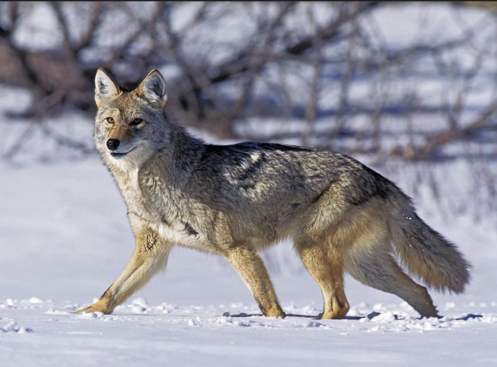 Pennsylvania's coyote numbers are growing, posing a wide variety of threats